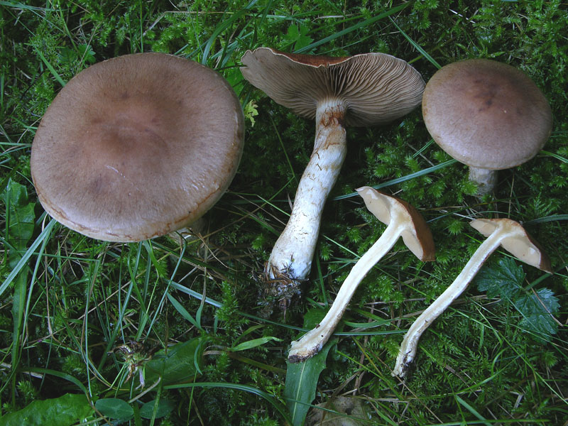 Alcuni Cortinarius.